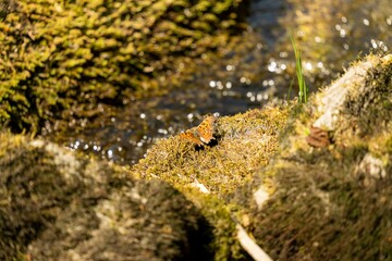 Obraz na płótnie Canvas High angle shot of an orange butterfly on a mossy rock surface