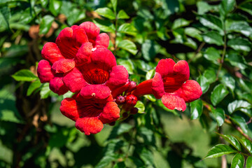 Red begnonia flowers close up. Against the background of blurred leaves of a flower