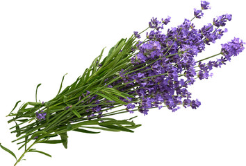 isolated lavender flower bouquet