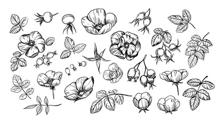 Hawthorn berries and leaves set. Hand drawn herbal plants. Herbal tea design. Sketch vector illustration.