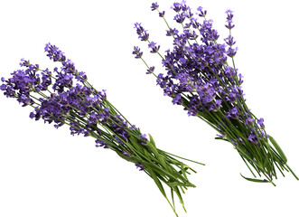 isolated lavender bouquets - obrazy, fototapety, plakaty