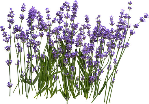 Fully isolated complex random lavender flowers