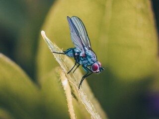 Close-up shot of a fly sitting on a green leaf in a vibrant outdoor environment.