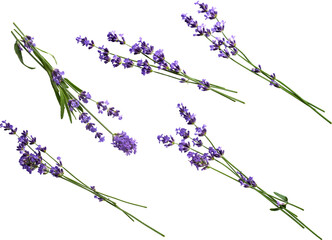 Fully isolated lavender flowers