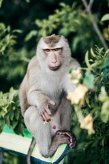 Closeup of a monkey  perched atop a wooden bench in a lush green with a blurry background