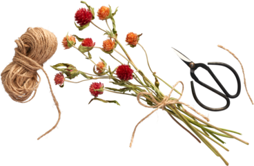 isolated beautiful flowers with Bonzai scissors