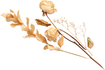 Dried flower with dried leaves - Ready to use Premium PNG Cutout Isolated image