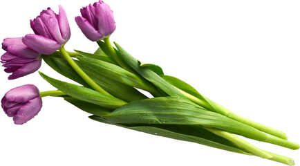 a beautiful isolated bouquet of tulips