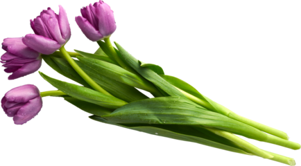 a beautiful isolated bouquet of tulips