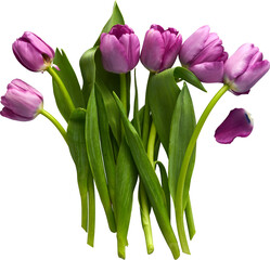 a beautiful isolated bouquet of pink tulips