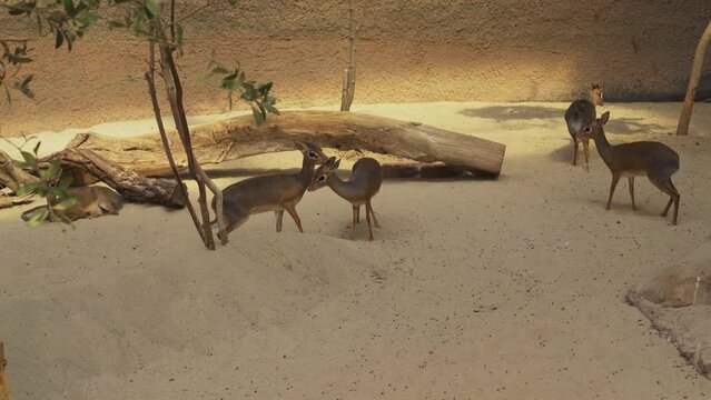Kirka's dik-dik, a small antelope, walks in a sandy enclosure among dry trees. Cute little animal.