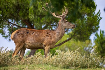 Majestic Barbary stag (Cervus elaphus barbarus) standing in a sunlit glade among trees and shrubbery