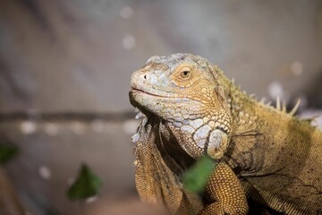 Aesthetically pleasing close-up of a Real iguana