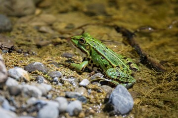 Close-up of a green Edible frog (Pelophylax esculentus) perched on the edge of a pond