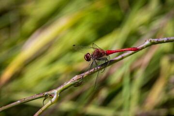 Beautiful red Different-winged dragonfly (Anisoptera) perched on a plant