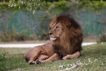 Majestic lion laying in the tall grass, basking in the warm sunshine beneath a lush tree