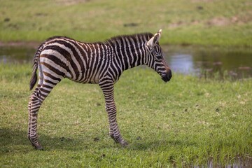 Naklejka premium Zebra standing on the grassy plains, near a small pond