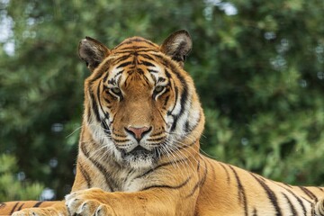 Fototapeta na wymiar Majestic Bengal tiger lounging in a relaxed position, looking deeply into the camera