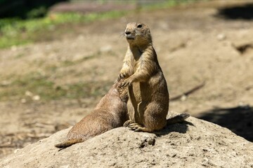 Curious Mexican prairie dog (Cynomys mexicanus) standing upright