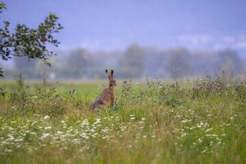 rabbit is perched in a meadow of lush, tall grass, with trees in the background