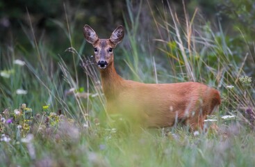 Majestic deer stands in a picturesque meadow surrounded by tall grass and leafy trees