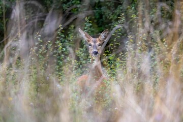 Deer standing in a meadow of tall grass