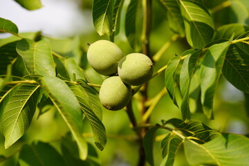  View of three walnuts in a tree on green background.