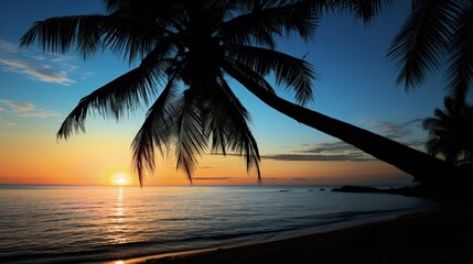 Observe coconut tree silhouette