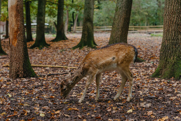 Female Red deer stag in Lush green fairytale growth concept foggy forest landscape image