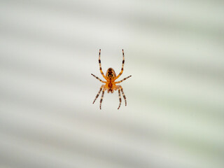 The spider is hanging on a web. Spider closeup