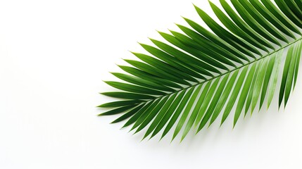 Fototapeta premium Closeup of palm leaf on white background. silhouette concept