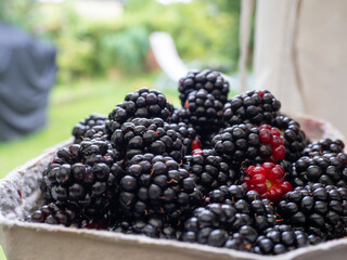 Blackberry berry close-up. Harvesting berries.