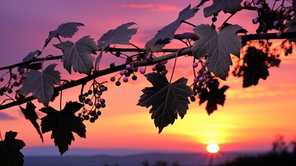 Silhouette of grape leaves at sunset