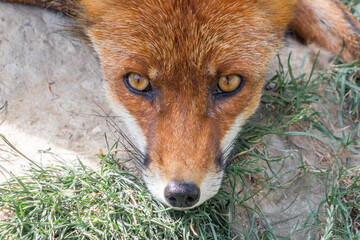 Regard de Renard