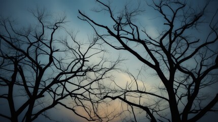 Outline of trees and branches on the sky. silhouette concept