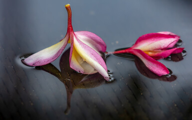 Fleur du frangipanier rose et jaune dans l'eau de pluie
