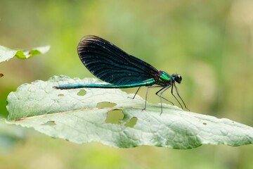 Stunning photograph of a male Beautiful Demoiselle damselfly taken in Ebrach, Germany