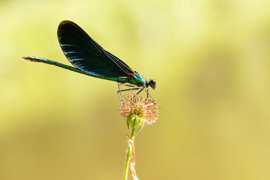 Vibrant stock photo features a rare Demoiselle Damselfly, calmly perched on a leaf