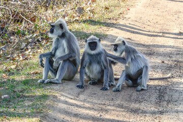 Group of northern plains gray langurs on the roadside near Mysore, India.