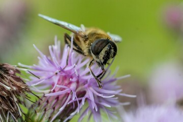 Honey bee perched on a white flower amidst a lush green landscape