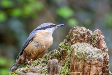 Closeup shot of Eurasian nuthatch bird perched atop a moss-covered branch