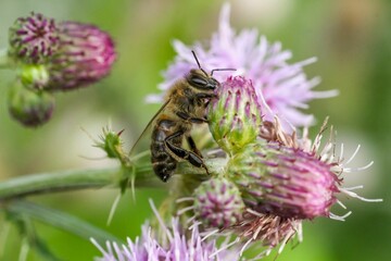 Honey bee perched on a white flower amidst a lush green landscape