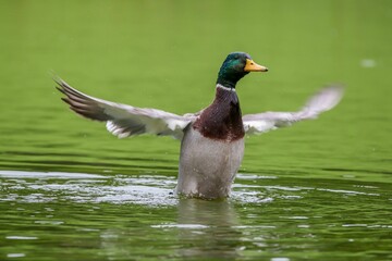 duck swimming in a river while flapping its wings