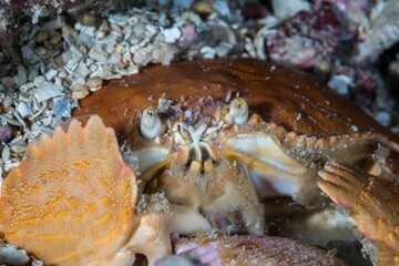 Close-up of a Dungeness crab (Metacarcinus magister) lying on rocks underwater