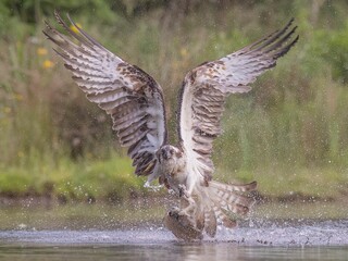Closeup of a osprey soaring above a sparkling body of water while carrying a fresh fish in its beak
