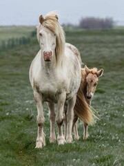 Vertical shot of beautiful horse and a small horse standing in a lush green with a blurry background