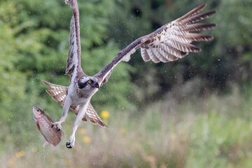 Closeup of a osprey soaring above a sparkling body of water while carrying a fresh fish in its beak
