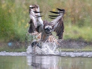Closeup of a osprey soaring above a sparkling body of water while carrying a fresh fish in its beak