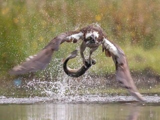 Closeup of a osprey soaring above a sparkling body of water while carrying a fresh fish in its beak