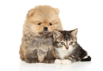 Fluffy puppy and kitten together - 636032571